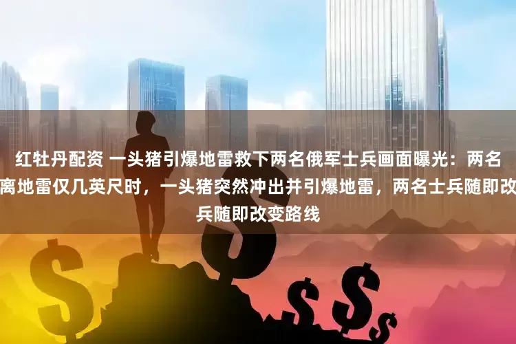红牡丹配资 一头猪引爆地雷救下两名俄军士兵画面曝光：两名俄军距离地雷仅几英尺时，一头猪突然冲出并引爆地雷，两名士兵随即改变路线